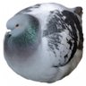 PiGeoN profil fotoğrafı