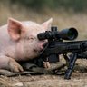 sniperpig profil fotoğrafı
