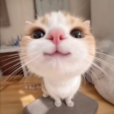 𝐺𝑒𝑐𝑒's profile picture