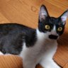 ニャーゴ profil fotoğrafı