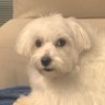 o cachorrinho beiçola 的头像