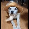 Floppaína 的头像