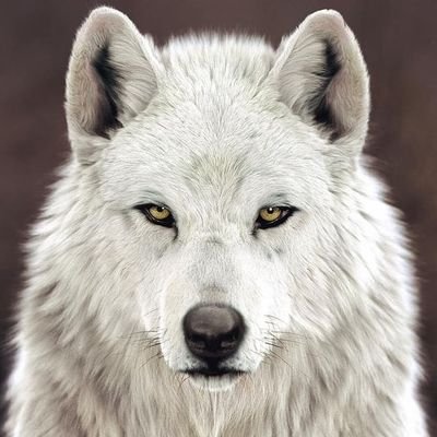 Lobo Branco's profile picture