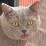 Profilbild von Кока Шанель