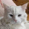 Oscar Carramolinos ferreras's profile picture