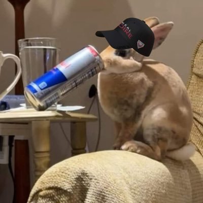 ≽^•⩊•^≼'s profile picture