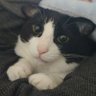 Фото профиля 🍳🐱17854🎸🌏