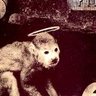Profilbild von Debaser