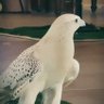 Фото профиля مشعل أبا الصفا