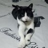catgirl's profile picture