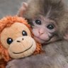 Punch The Monkey's profile picture