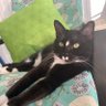 Cat Mom profil fotoğrafı