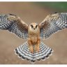 hok profil fotoğrafı