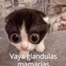 MapacheLaser profil fotoğrafı