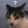 Linh's profile picture