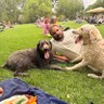 Asher Moses profil fotoğrafı