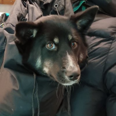 sonofabonde's profile picture