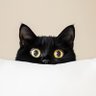 Фото профиля Cat 🐈