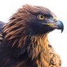 Profilbild von black eagle 🦅