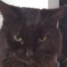 Kaynos's profile picture