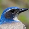 Scrub Jay profil fotoğrafı