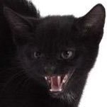 iamwillwill's profile picture