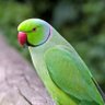 V𝐢𝐬 𝐩𝐚𝐜𝐞𝐦 𝐩𝐚𝐫𝐚 𝐛𝐞𝐥𝐥𝐮𝐦 profil fotoğrafı