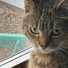 LorenzoSunflower profil fotoğrafı