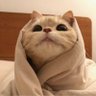 Nova's profile picture
