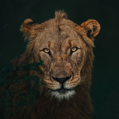 iambasilius's profile picture
