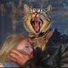 HowlingCat profil fotoğrafı