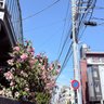 Yinuo 的头像