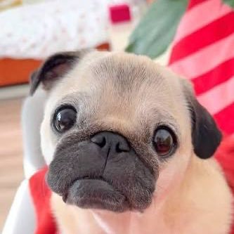 PugChill's profile picture