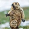 Фото профиля さすくわぁっち