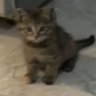 洛猫麟's profile picture