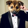 Dogs R Cool 🐕😎 profil fotoğrafı