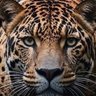 Protectivedd's profile picture