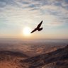 Profilbild von Falcon