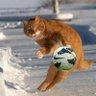 SAMI LATIEF's profile picture