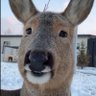 Profilbild von ベイマックス