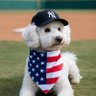 Profilbild von Yankee Poodle Dandy