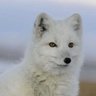Profilbild von Arctic Fox Of MI