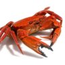 CondescendingCrab 的头像