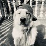 Profilbild von Sultan0fSwagg