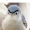 Profilbild von BlackOwl