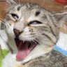 Profilbild von 佐々崎 笹仕