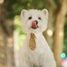 Profilbild von whoistaotao