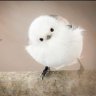 Profilbild von Coco