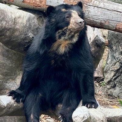 beargirlmedia's profile picture