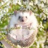 Sheralana.bsky.social's profile picture
